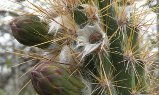 Pterocereus gaumeri